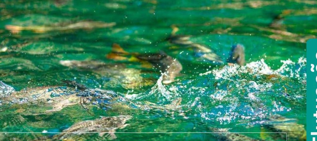 Praia da Figueira — Flutuação — atrativo turístico em Bonito, MS