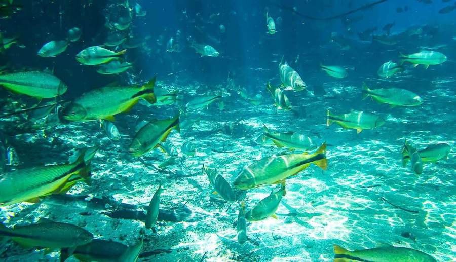 Rio Sucuri — atrativo turístico em Bonito, MS