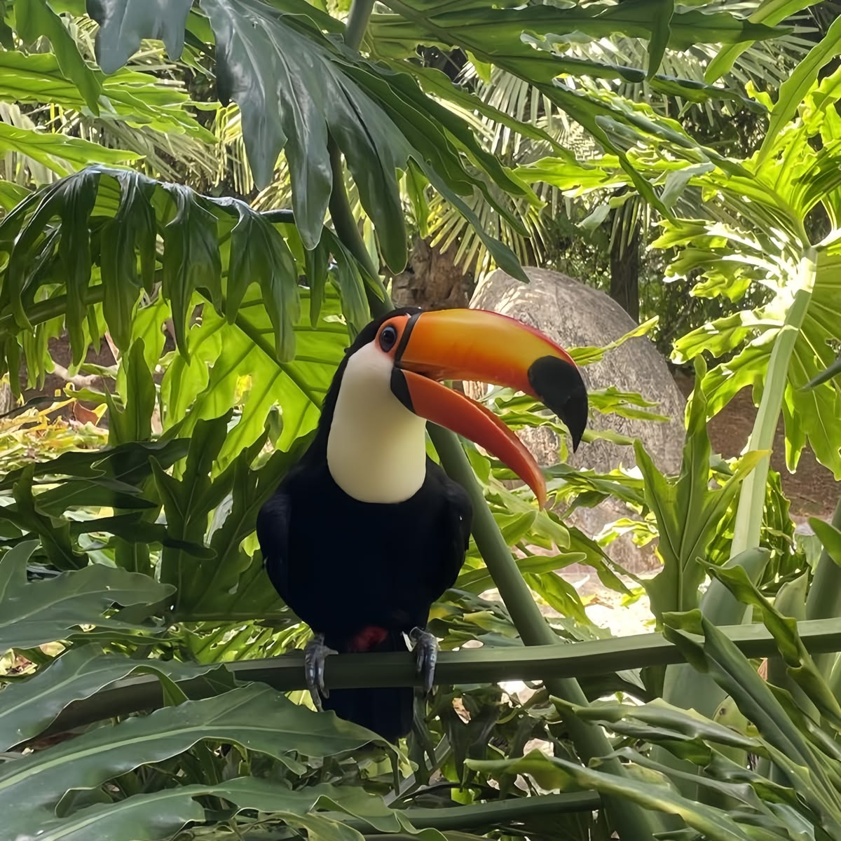 Tucano na vegetação nativa de Bonito MS