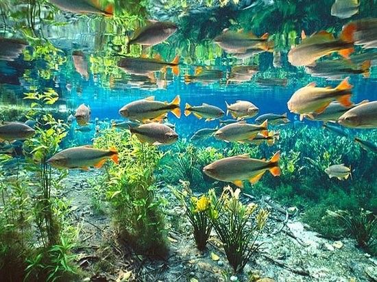 Rio de águas cristalinas em Bonito MS durante a estação seca