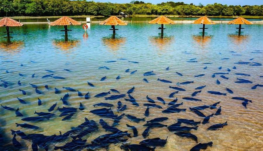 Praia da Figueira — Day Use — atrativo turístico em Bonito, MS